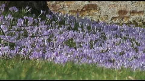 Crocus Tommasianus Stock Footage 35594923