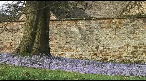 Crocus Tommasianus Stock Footage 35594948