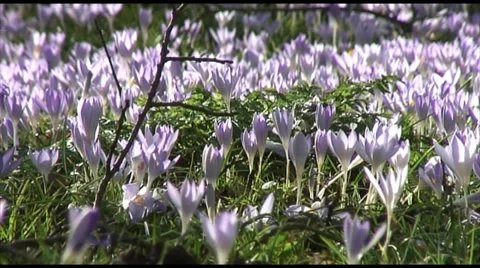 Crocus Tommasianus 스톡 동영상 35594961