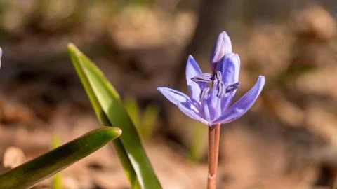Crocus tommasinianus Фото