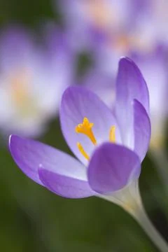 Crocus tommasinianus Stock Photos