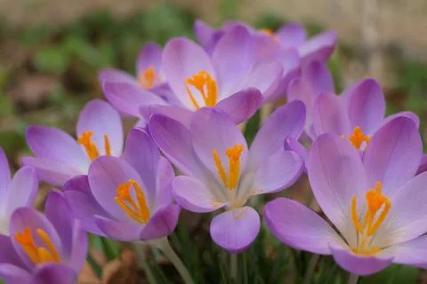 Crocus Tommasinianus. Stock Photos