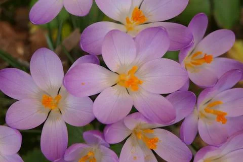 Crocus Tommasinianus. Stock Photos