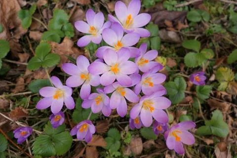 Crocus Tommasinianus. Stock Photos