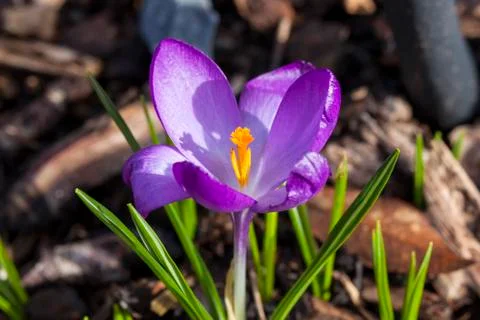 Crocus tommasinianus 'Ruby Giant' Stock Photos