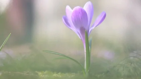 Crocus trembling on the wind Stock Footage 104649484