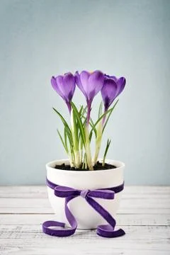 Crocus in vase Stock Photos