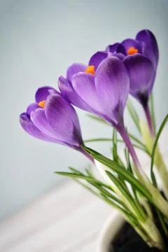 Crocus in vase Stock Photos