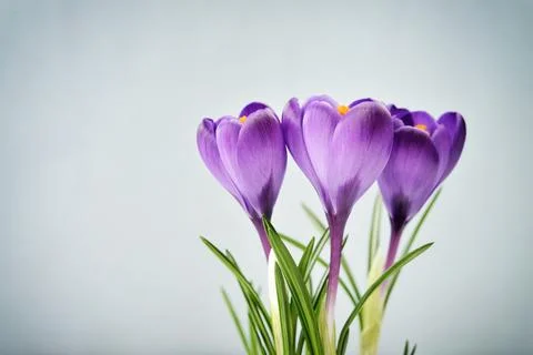 Crocus in vase Stock Photos
