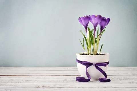 Crocus in vase Stock Photos