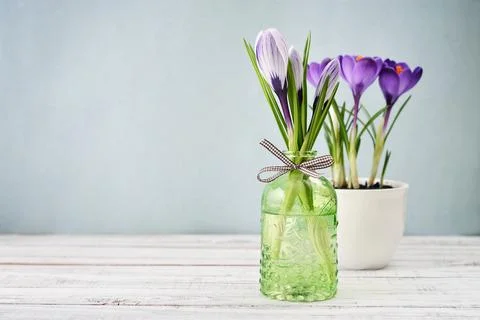 Crocus in vases Stock Photos