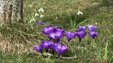 Crocus vernus Video stock 355123