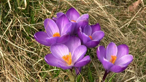 Crocus vernus 스톡 동영상 355566