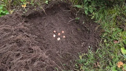 Crocus vernus known as spring crocus, giant crocus,  plant bulbs in soil. Stock Footage 211681270