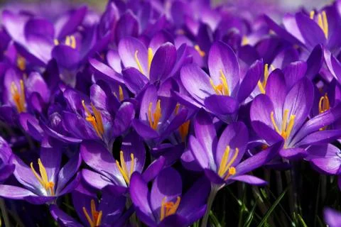 Crocus vernus Stock Photos