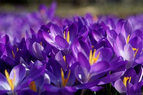 Crocus vernus Stock Photos