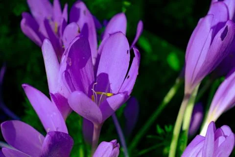 Crocus Vernus Stockfoto's