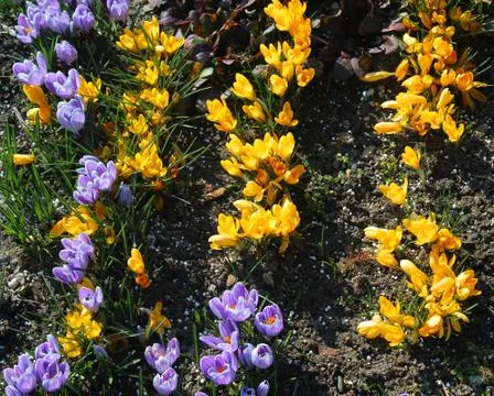 Crocus vernus (Spring Crocus, Giant Crocus) spring flower Stock Photos