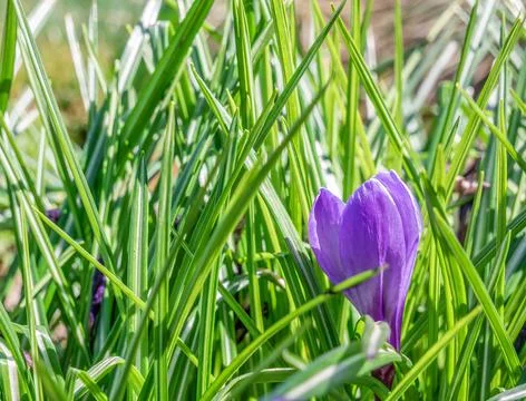 Crocus vernus (spring crocus, giant crocus) purple flower in the fresh green Stock Photos