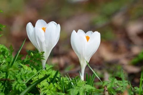 Crocus vernus , Spring crocus Stock Photos