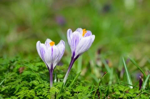 Crocus vernus , Spring crocus Stock Photos