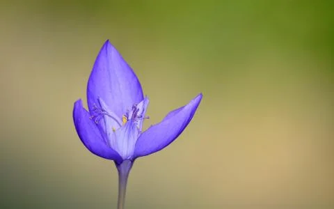 Crocus vernus , Spring crocus Stock Photos