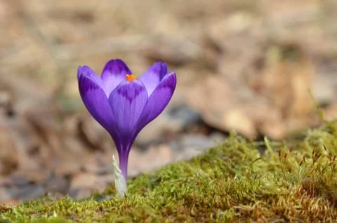 Crocus vernus , Spring crocus Stock Photos