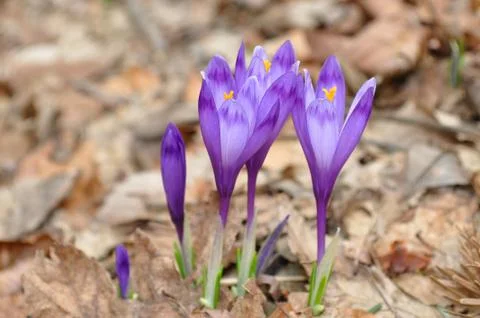 Crocus vernus , Spring crocus Stock Photos