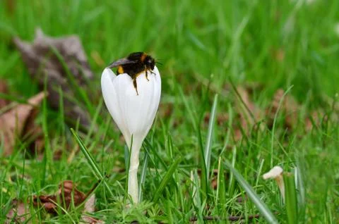 Crocus vernus , Spring crocus Stock Photos