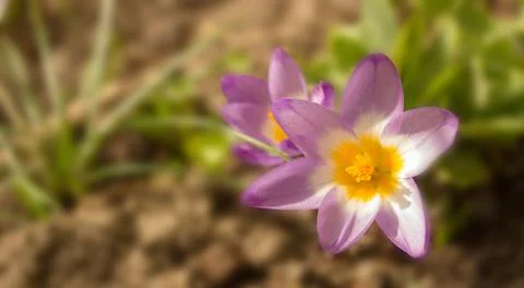Crocus vernus .Spring crocus. Spring flowers with purple petals. Stock Photos