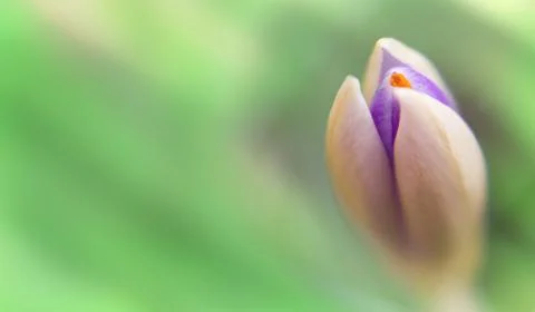Crocus vernus .Spring Crocus. Spring flowers with yellow petals. Close-up. Ma Stock Photos