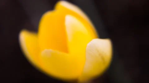 Crocus vernus .Spring Crocus. Spring flowers with yellow petals. Close-up. Ma Stock Photos