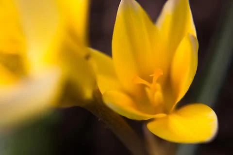 Crocus vernus . Spring Crocus. Spring flowers with yellow petals. Close-up. M Stock Photos