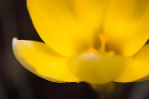 Crocus vernus . Spring Crocus. Spring flowers with yellow petals. Close-up. M Stock Photos
