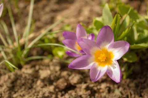 Crocus vernus .Spring crocus. Spring flowers with purple petals. Stock Photos