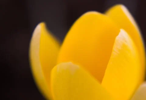 Crocus vernus . Spring Crocus. Spring flowers with yellow petals. Close-up. M Stock Photos