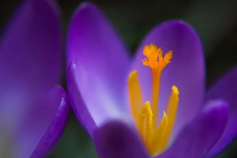 Crocus vernus. Spring crocus. Spring flowers with purple petals. Close-up. Ma Stock Photos
