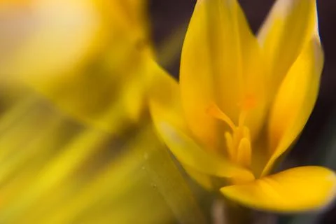Crocus vernus . Spring Crocus. Spring flowers with yellow petals. Close-up. M Foto stock
