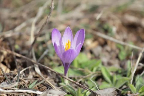 Crocus vernus spring flower Stock Photos