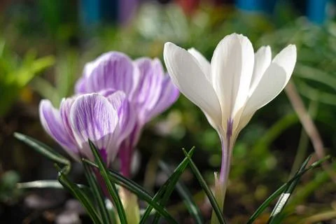 Crocus. violet flowers of crocuses waved in the wind. Light blue color Croc.. Фото