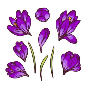 Crocus violet saffron flower bud and leaves spring primroses set constructor for Stock Illustration
