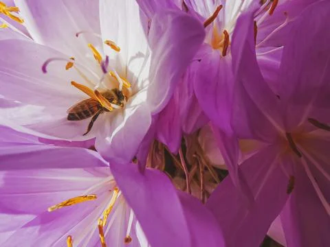 Crocus visited Stock Photos