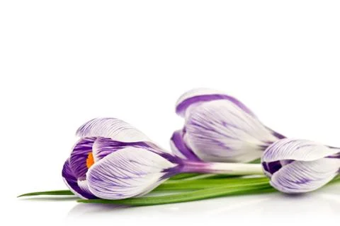 Crocus on a white background Stock Photos