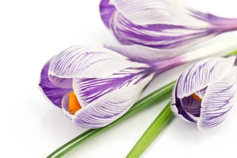 Crocus on a white background Stock Photos