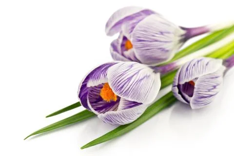 Crocus on a white background Stock Photos