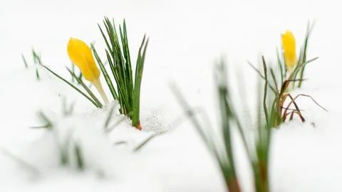 Crocus in winter Stock Photos