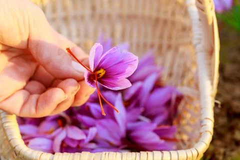 Crocus in a woman's hand close up. Red stamens of saffron in each crocus. Stock Photos