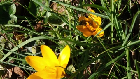 Crocus yellow bee close-up. Stock-Footage 180966946