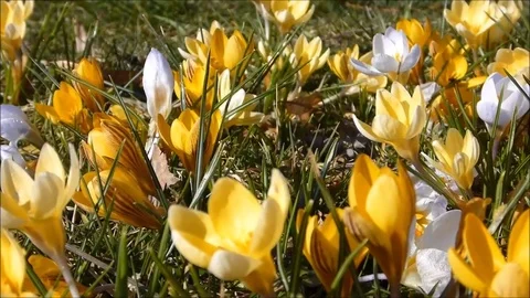 Crocus in yellow colours Stock Footage 69899242