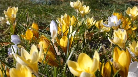 Crocus in yellow colours, slider Stock Footage 62338602